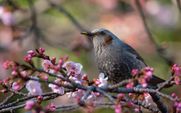 passerine blossom bird Animal starling HD Desktop Wallpaper | Background Image