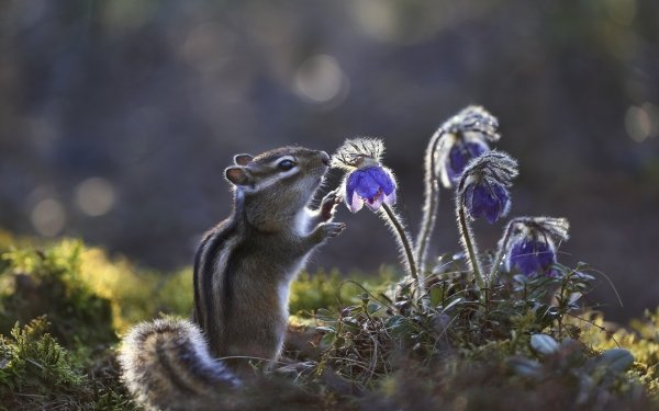 Animal Chipmunk Flower Rodent HD Wallpaper | Background Image