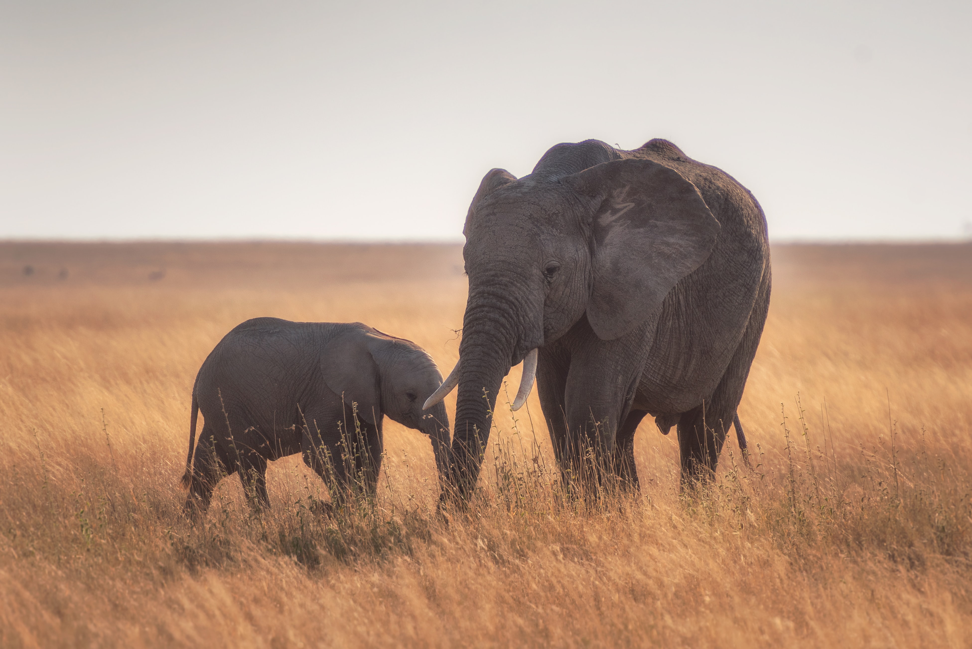 Animal African bush elephant 4k Ultra HD Wallpaper
