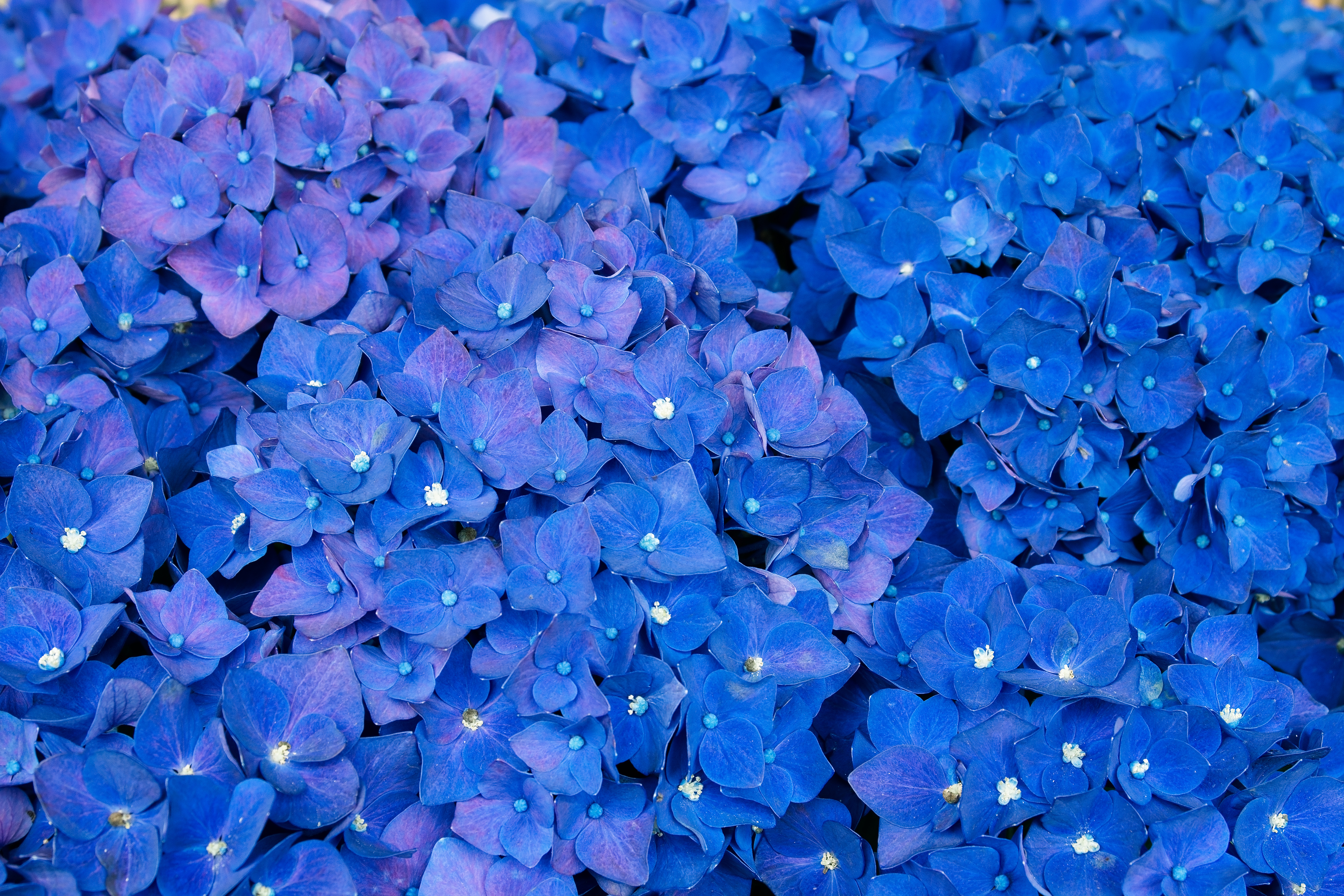 A sea of Blue Hydrangeas