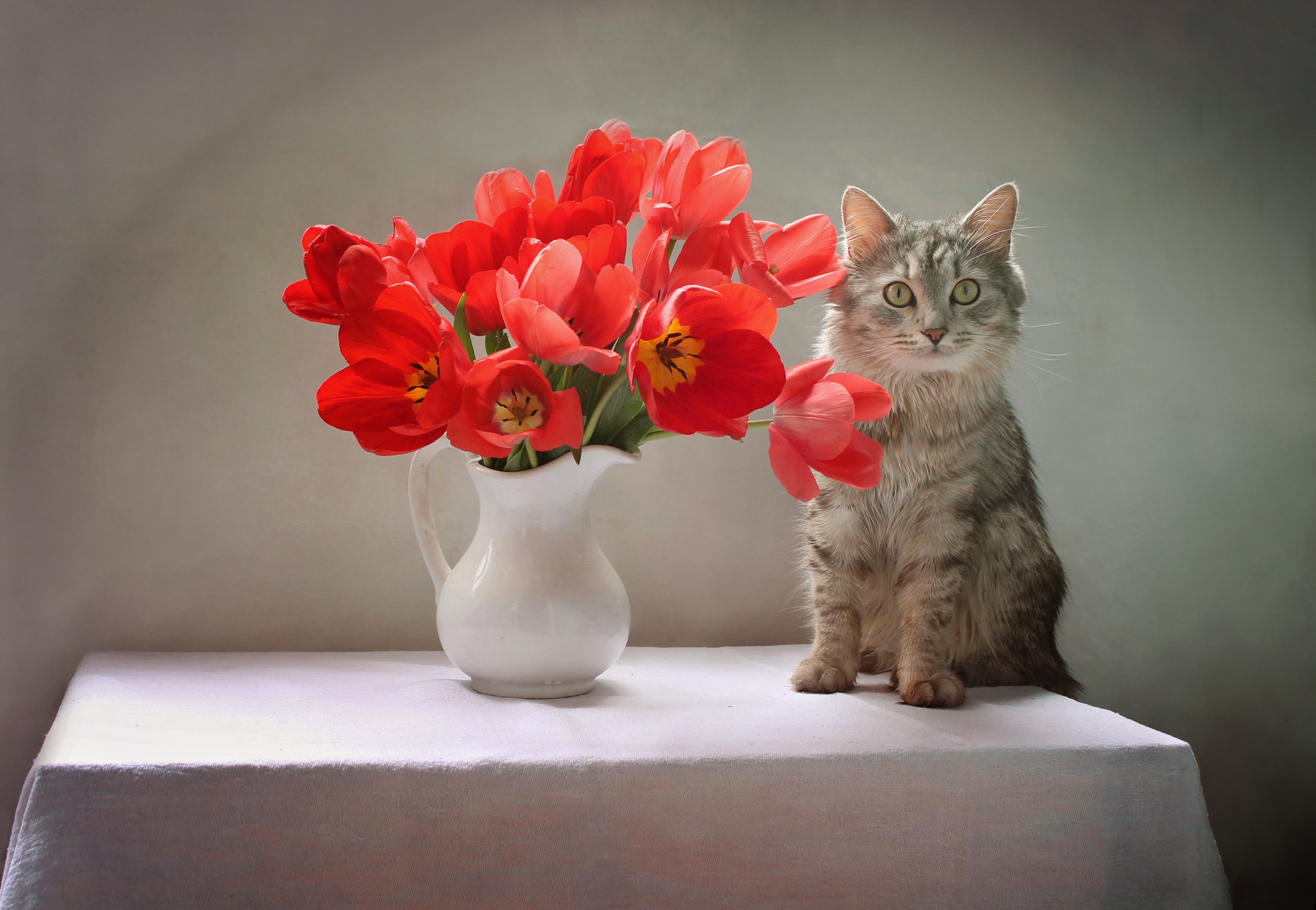 Animal Cat HD Wallpaper