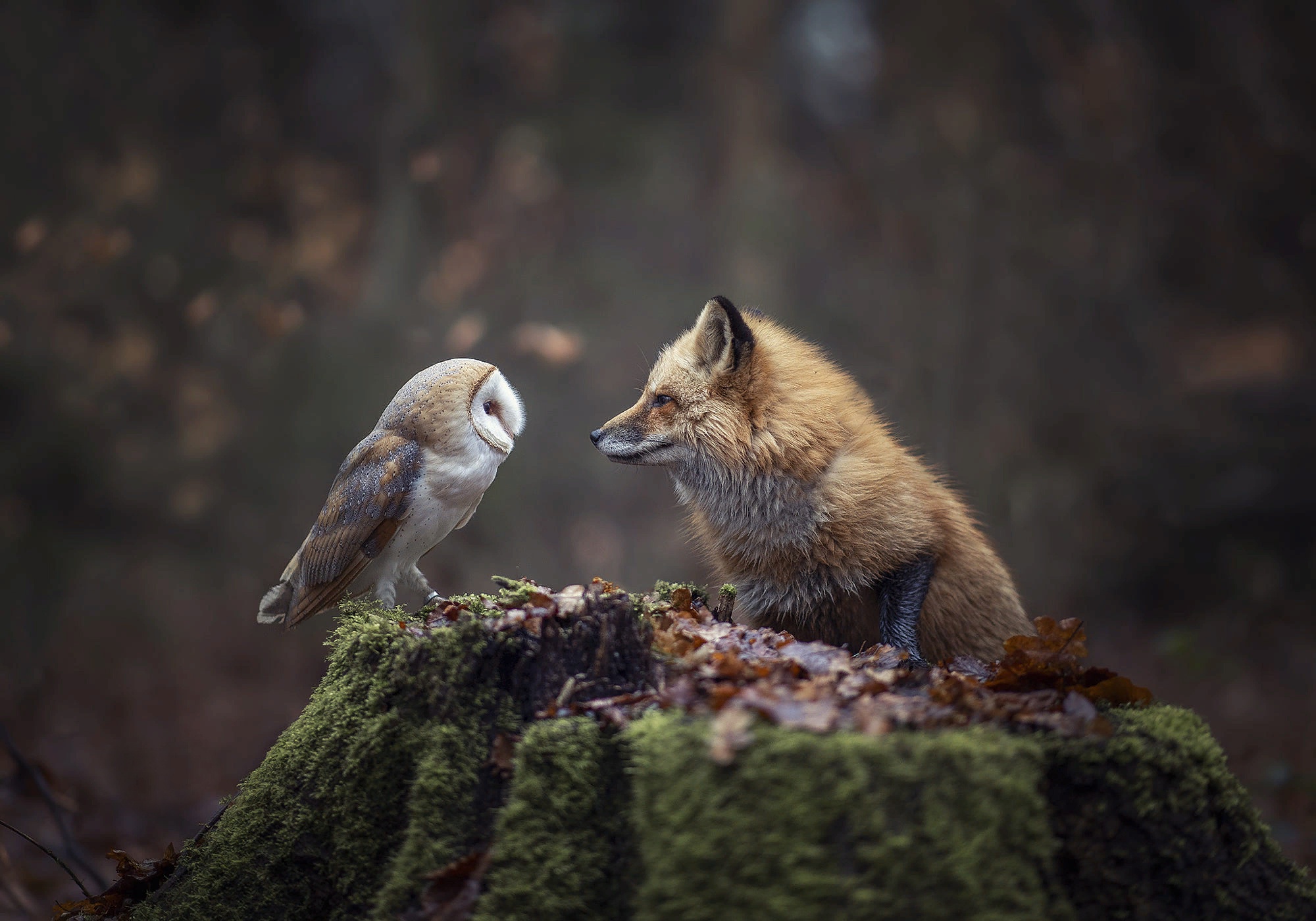 Animal Owl HD Wallpaper by Tanja Brandt