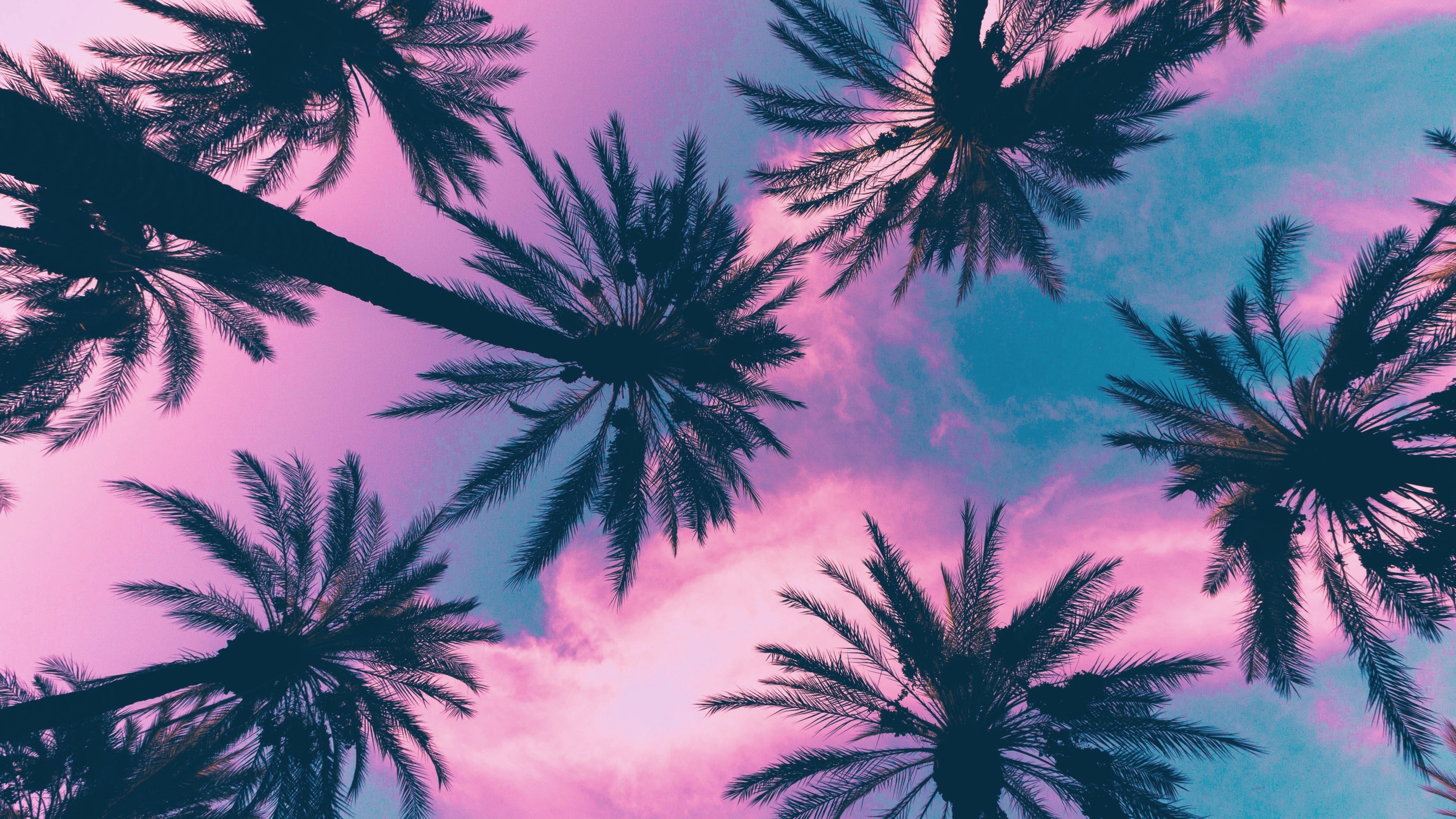 palm tree wallpaper desktop