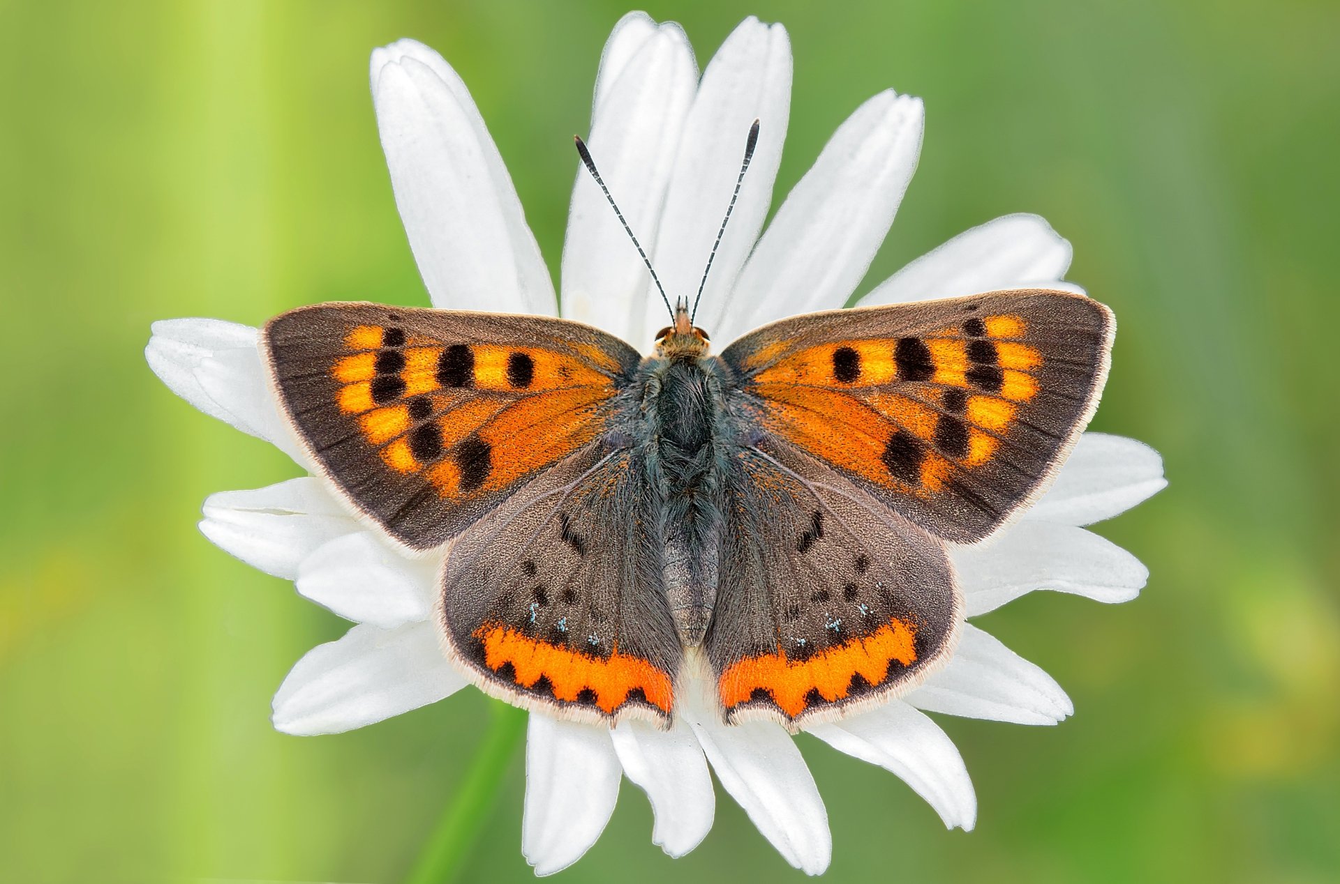 Download Flower Insect Macro Animal Butterfly HD Wallpaper