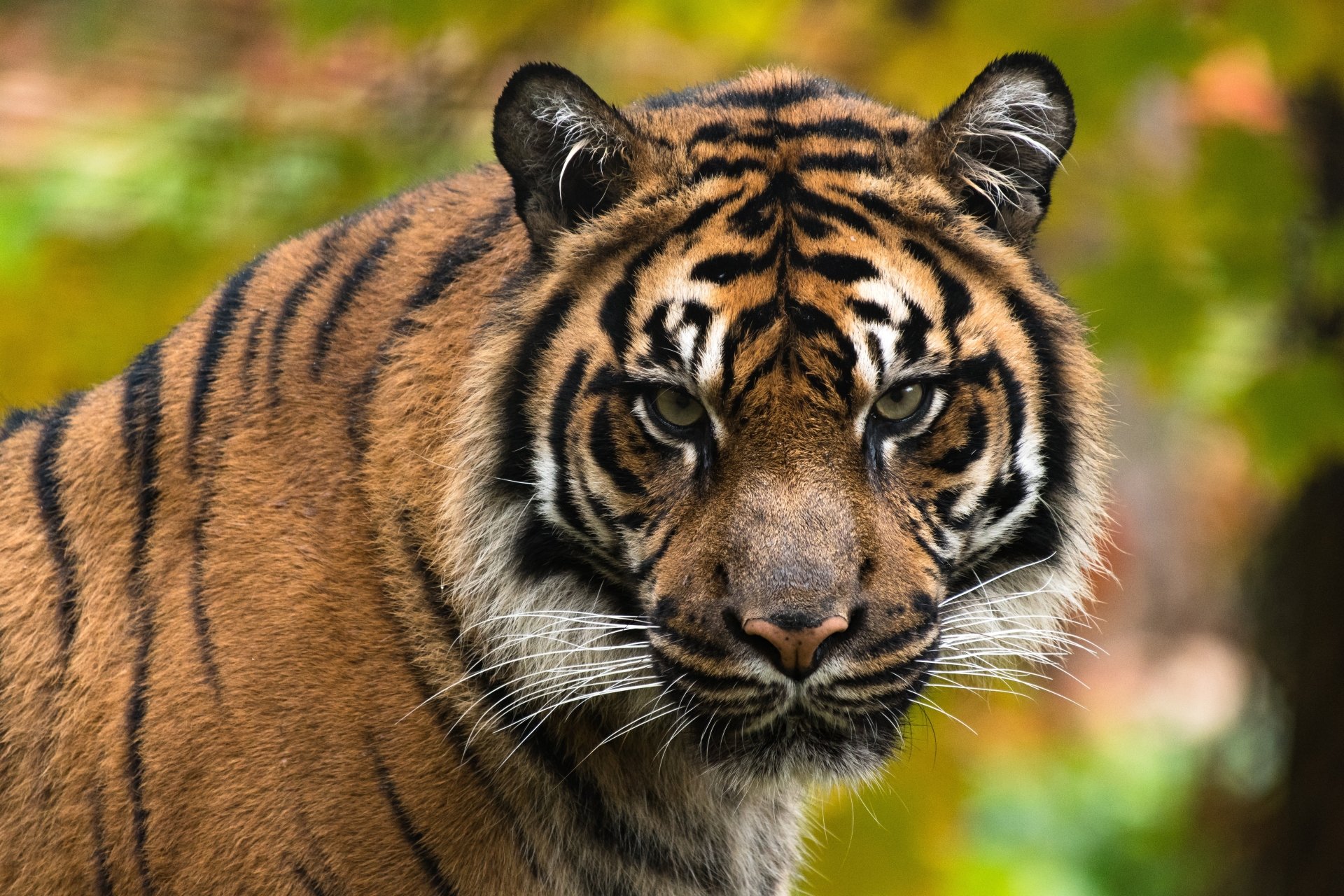 Download Animal Tiger 4k Ultra Hd Wallpaper