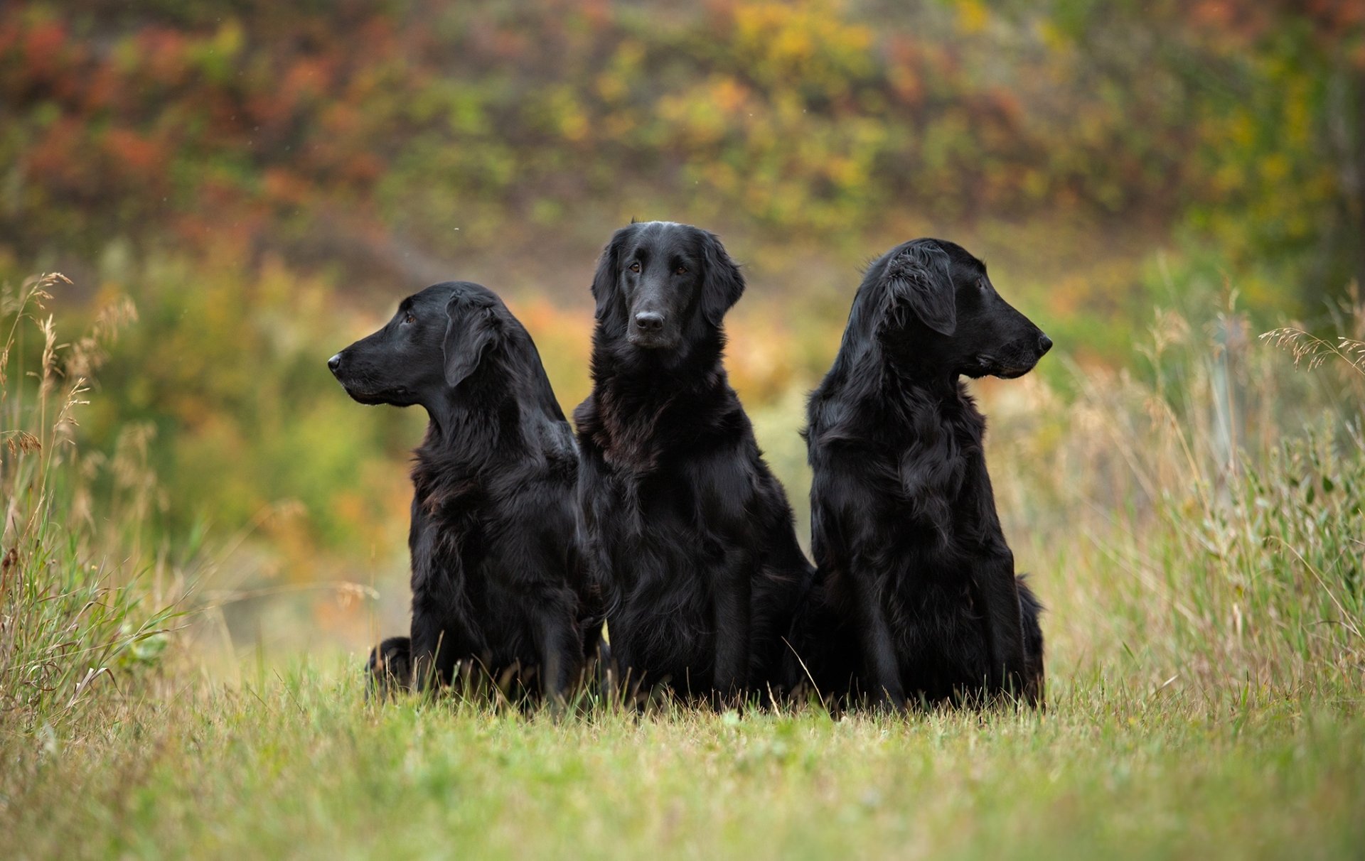 HD PC desktop wallpaper: three black dogs (animal, dog, Black Dog) sitting in a grassy field with soft autumn foliage background.