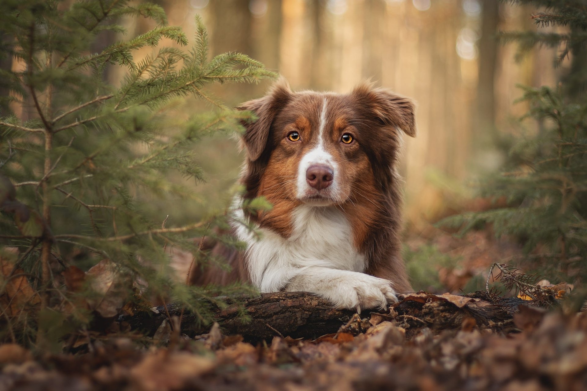 Australian Shepherd HD Wallpaper