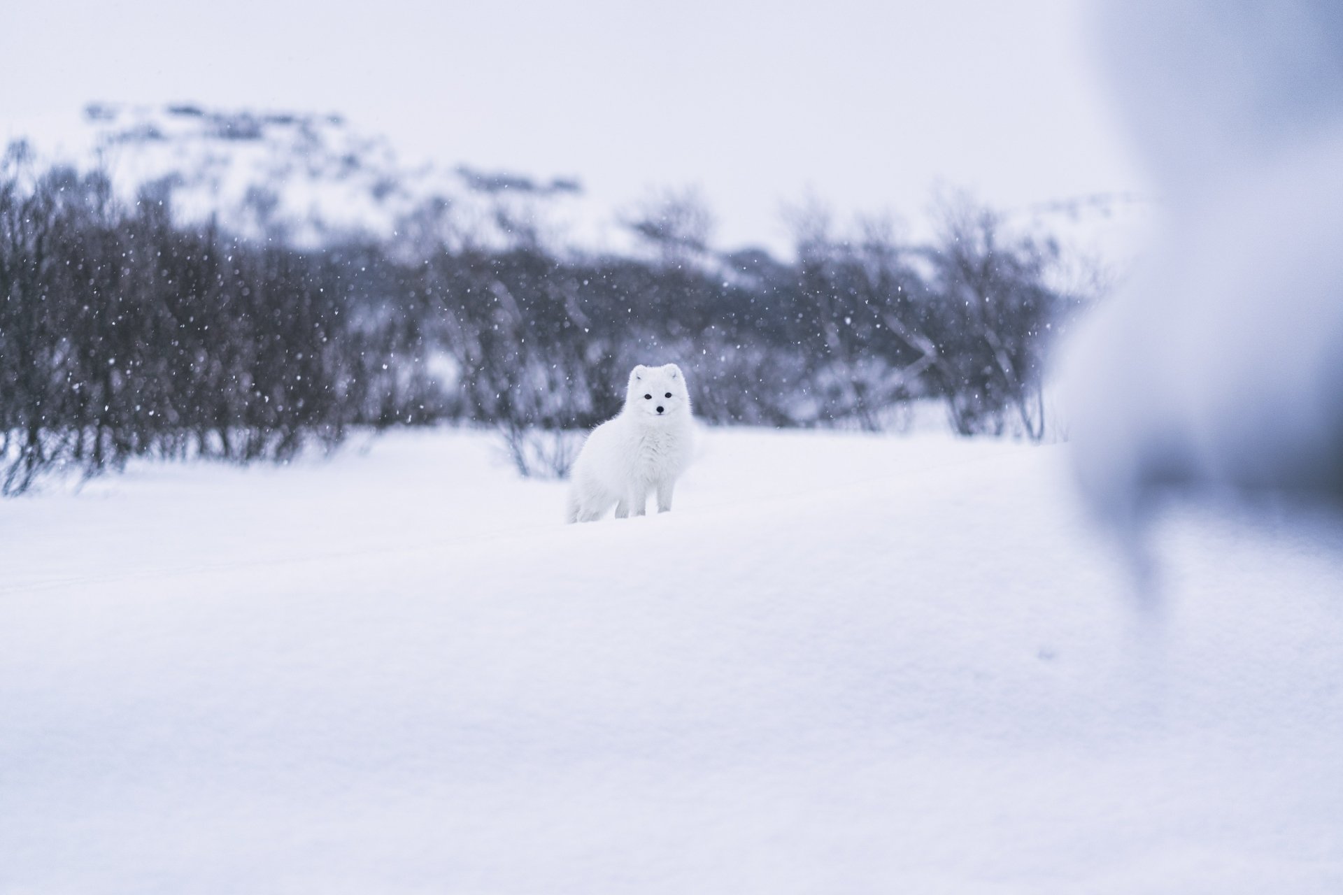 Arctic fox perched in a snowy tundra with blurred trees, soft snowfall — high-detail 5K Ultra HD PC desktop wallpaper and background.