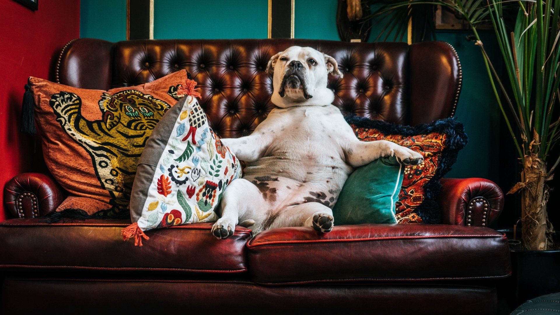 Download Sofa Dog Animal Bulldog 4k Ultra HD Wallpaper