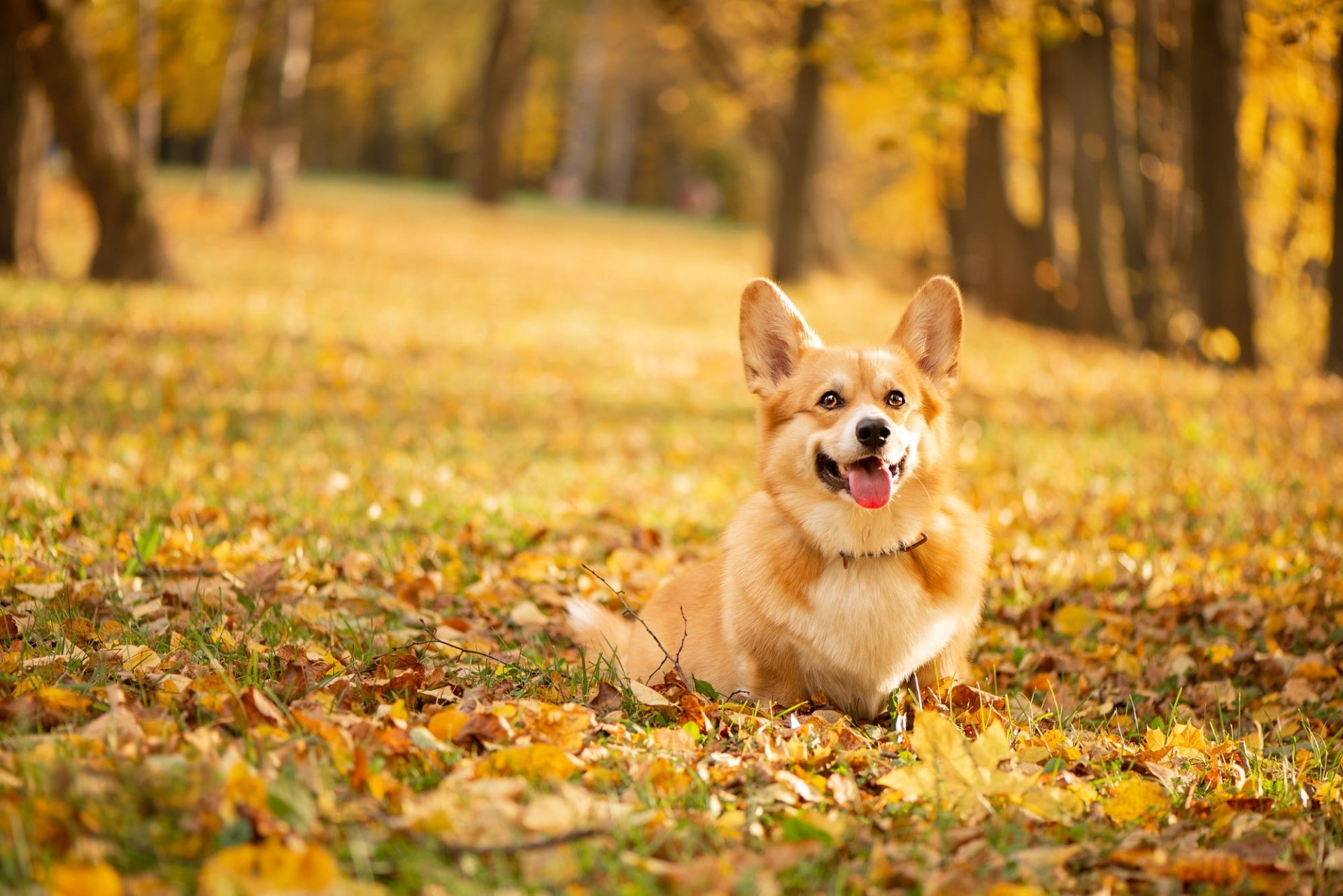 Download Depth Of Field Fall Dog Animal Corgi Hd Wallpaper