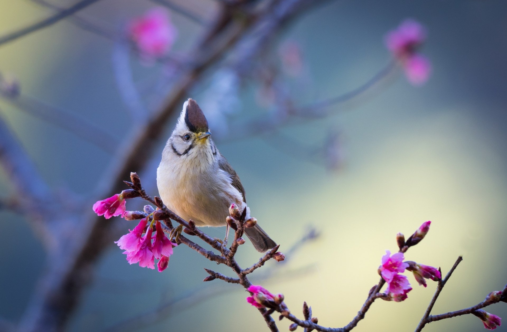Download Taiwan Yuhina Animal Yuhina HD Wallpaper