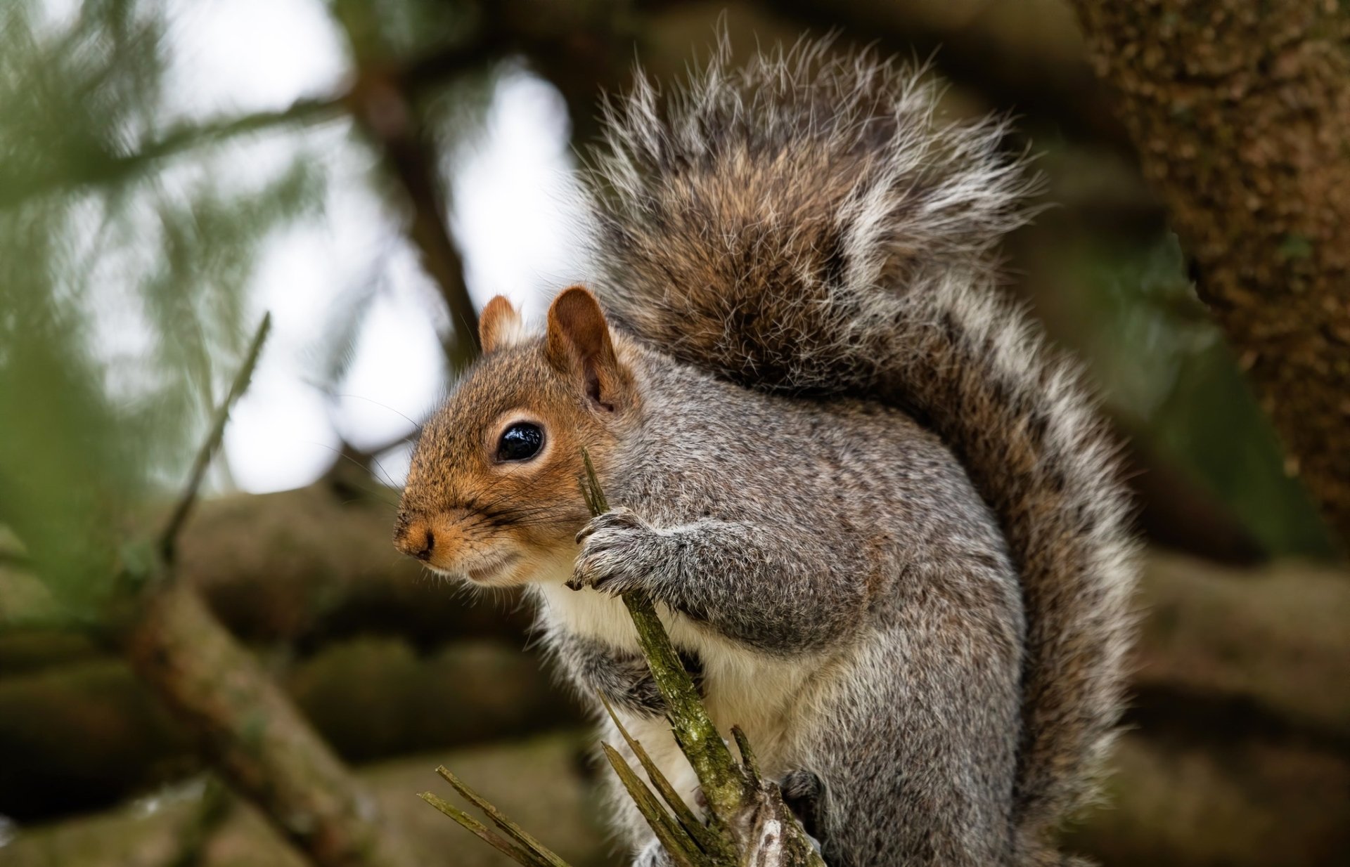 Squirrel HD Wallpaper | Background Image | 2048x1316 | ID:1074420