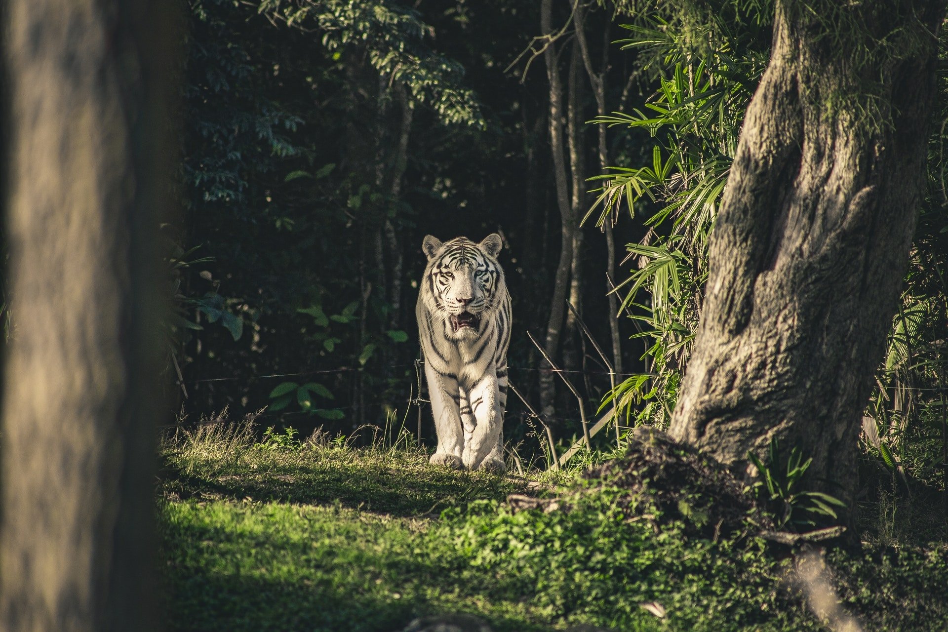 HD desktop wallpaper featuring a white tiger walking through a sunlit forest clearing, surrounded by trees and lush green foliage.