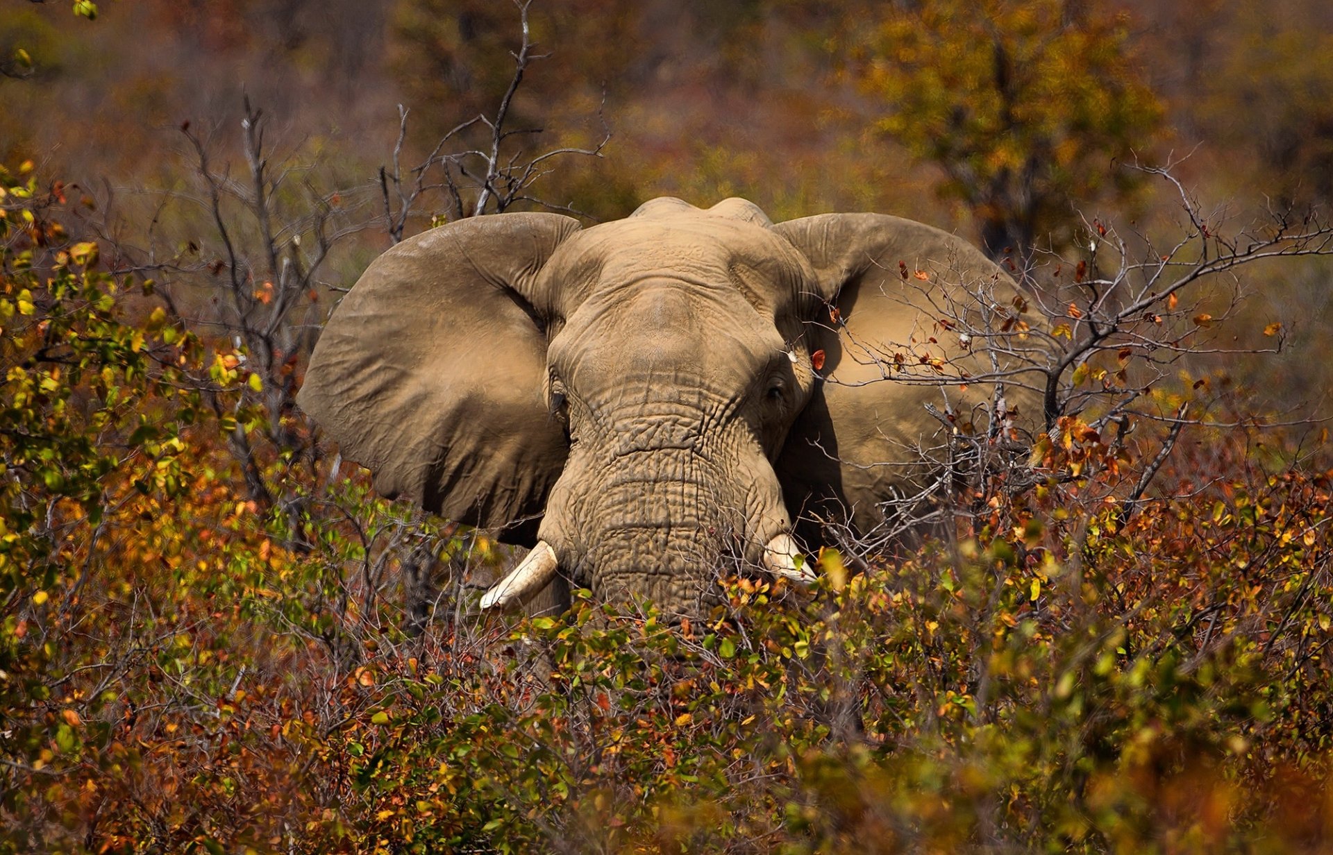 HD PC desktop wallpaper featuring a majestic African bush elephant partially hidden among dense autumn-colored foliage.
