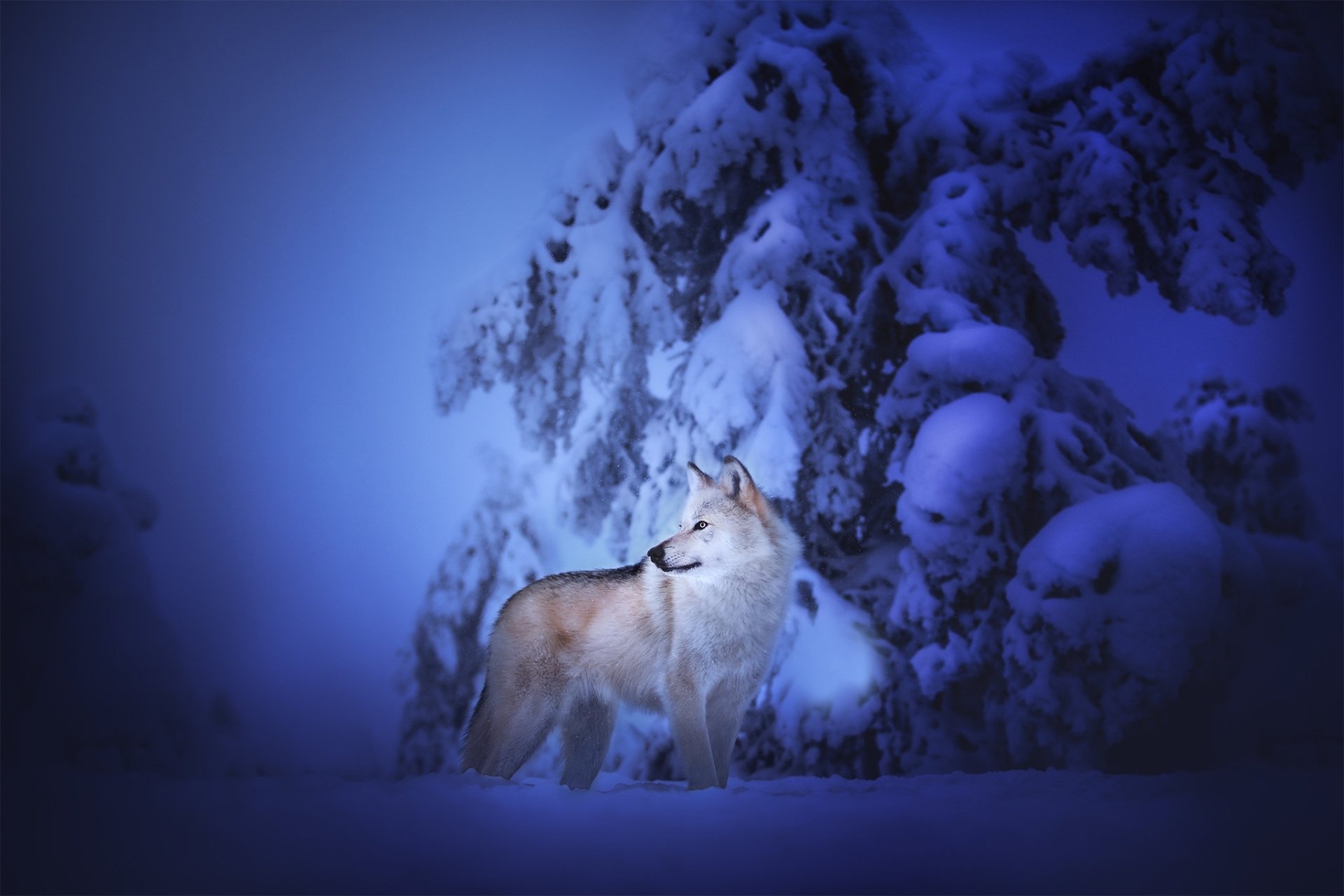 Czechoslovakian wolfdog in deep snow beneath snow-laden trees at dusk — moody blue HD PC desktop wallpaper of a winter animal scene.