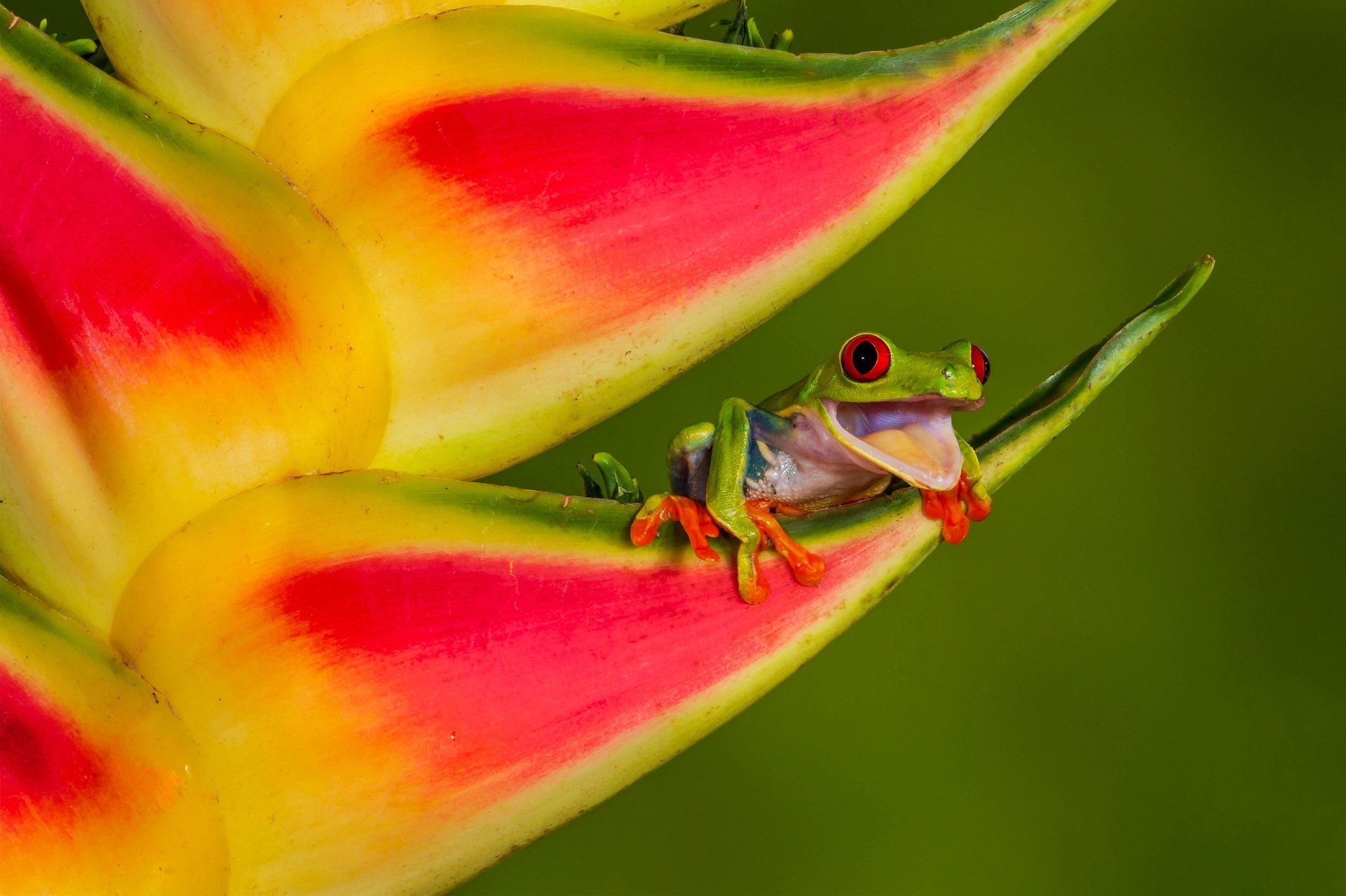 Close-up 4K Ultra HD image of a red-eyed tree frog perched on a vibrant flower, showcasing detailed amphibian features against a blurred green background.