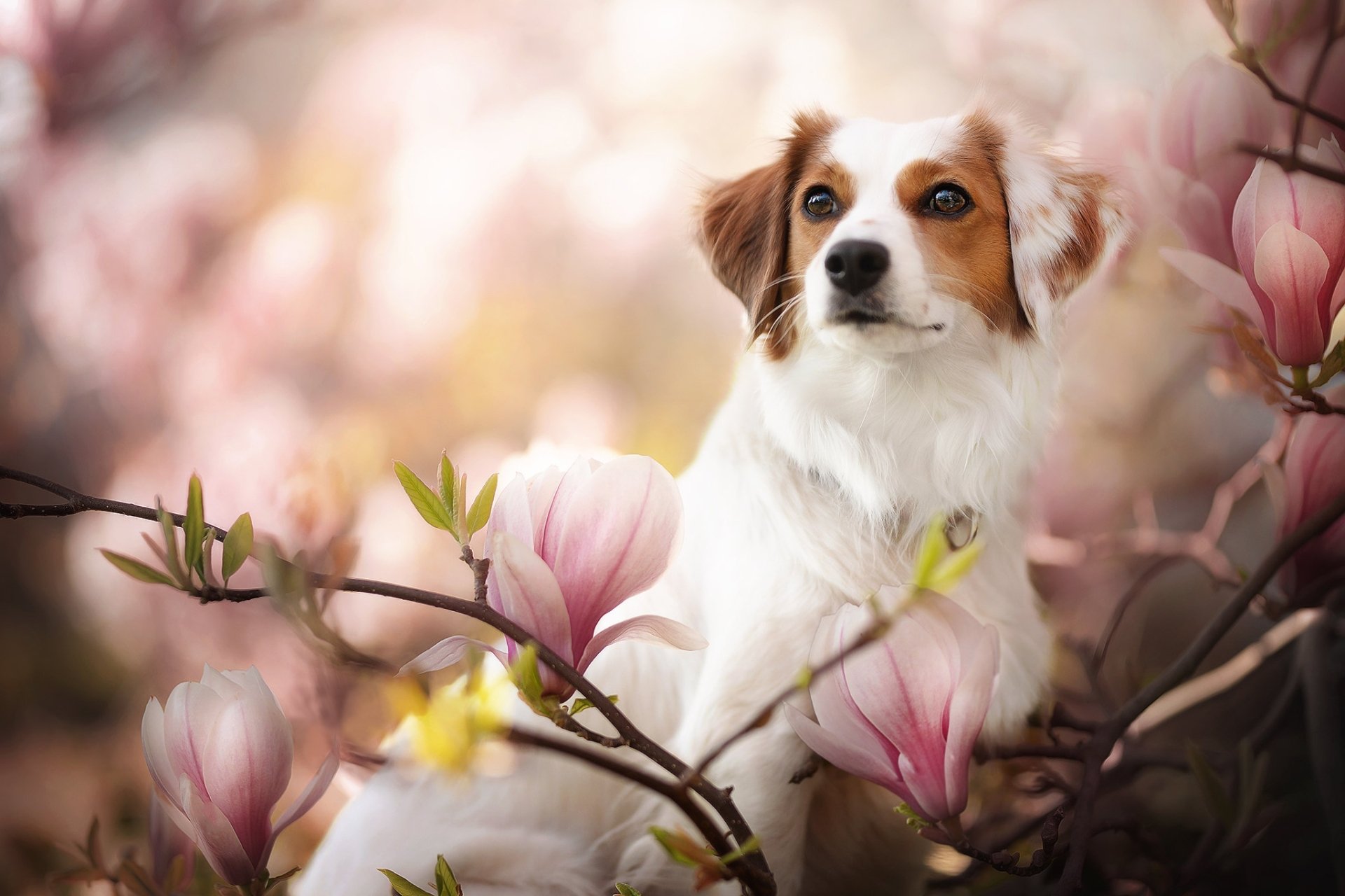 Download Magnolia Dog Flower Animal Kooikerhondje HD Wallpaper
