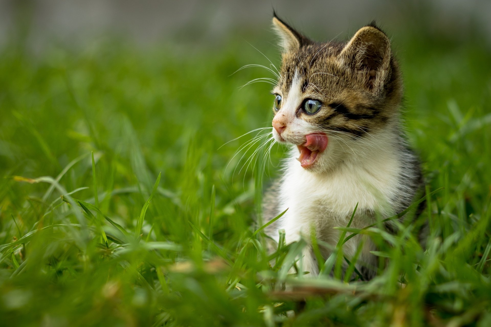 Download Baby Animal Kitten Grass Animal Cat 4k Ultra HD Wallpaper