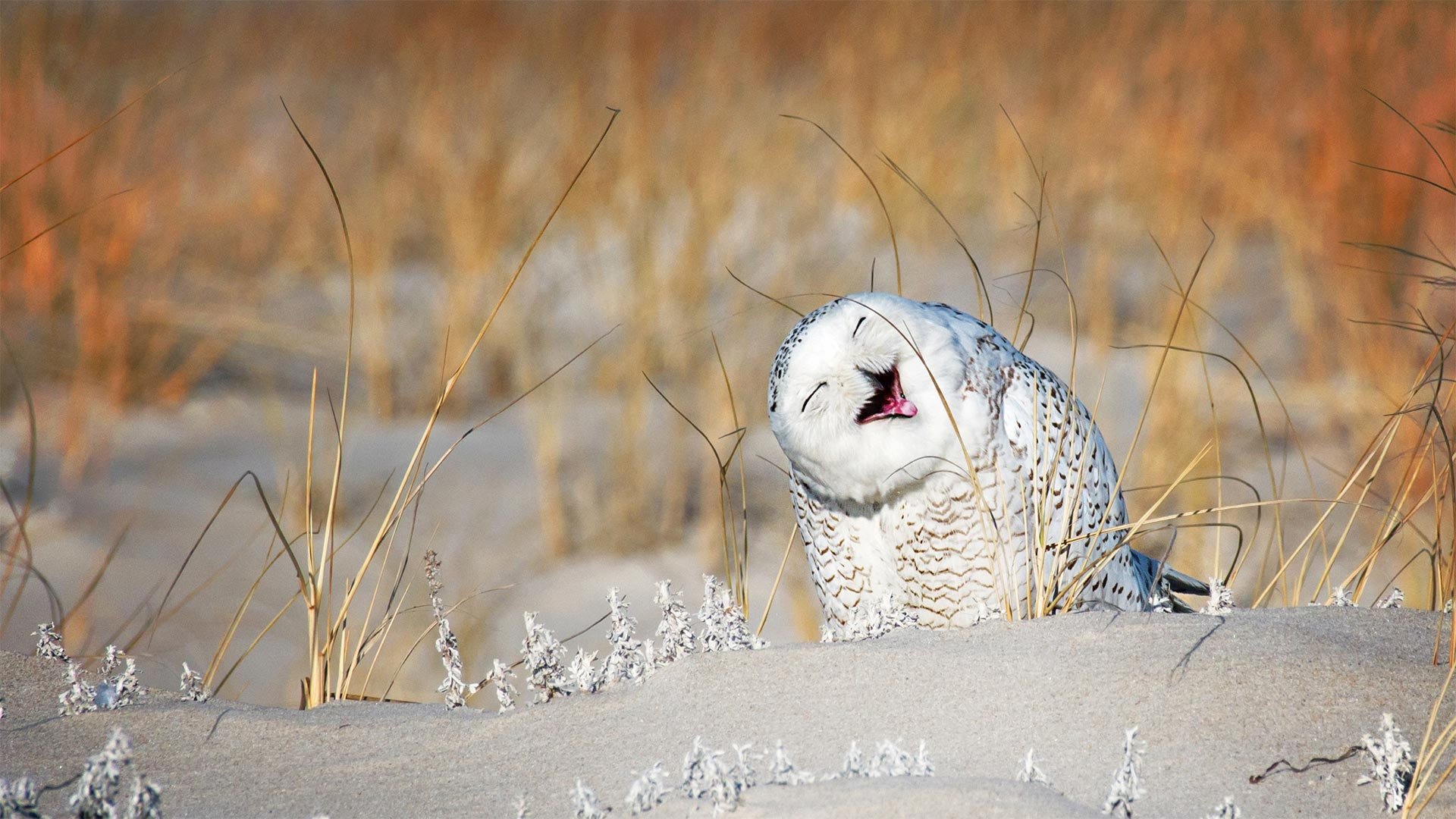 Download Owl Bird Animal Snowy Owl HD Wallpaper