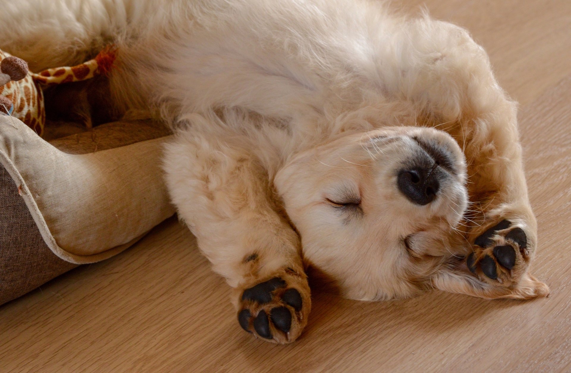 Download Baby Animal Puppy Sleeping Dog Animal Golden Retriever HD Wallpaper, image size:1920x1256