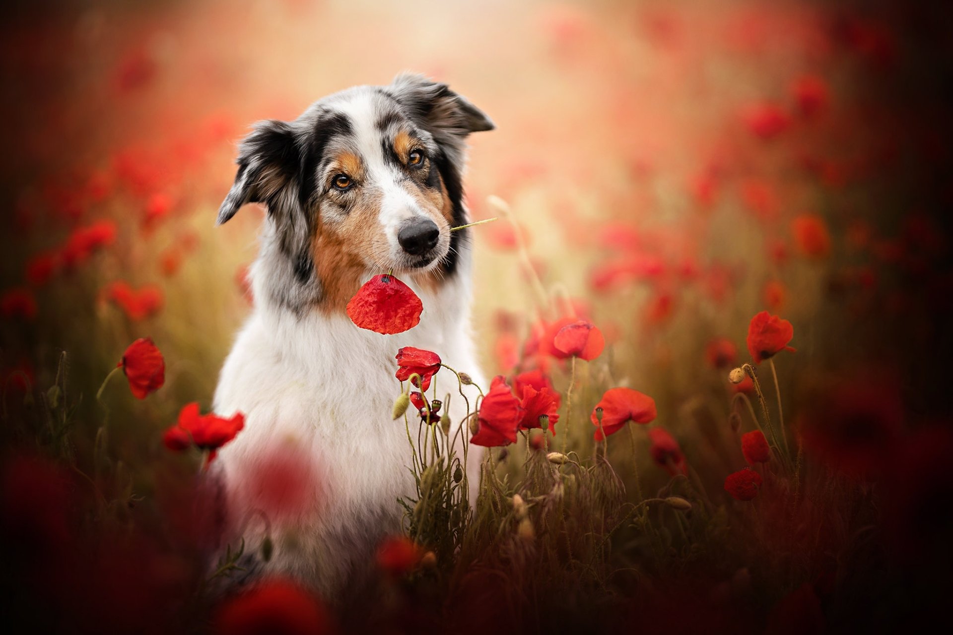 Australian Shepherd HD Wallpaper