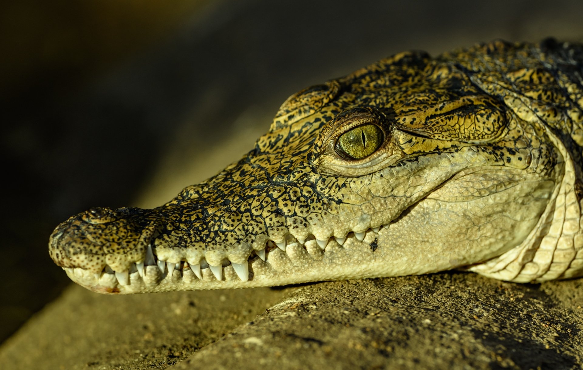 Download Reptile Close-up Animal Crocodile 4k Ultra HD Wallpaper by Petr Ganaj