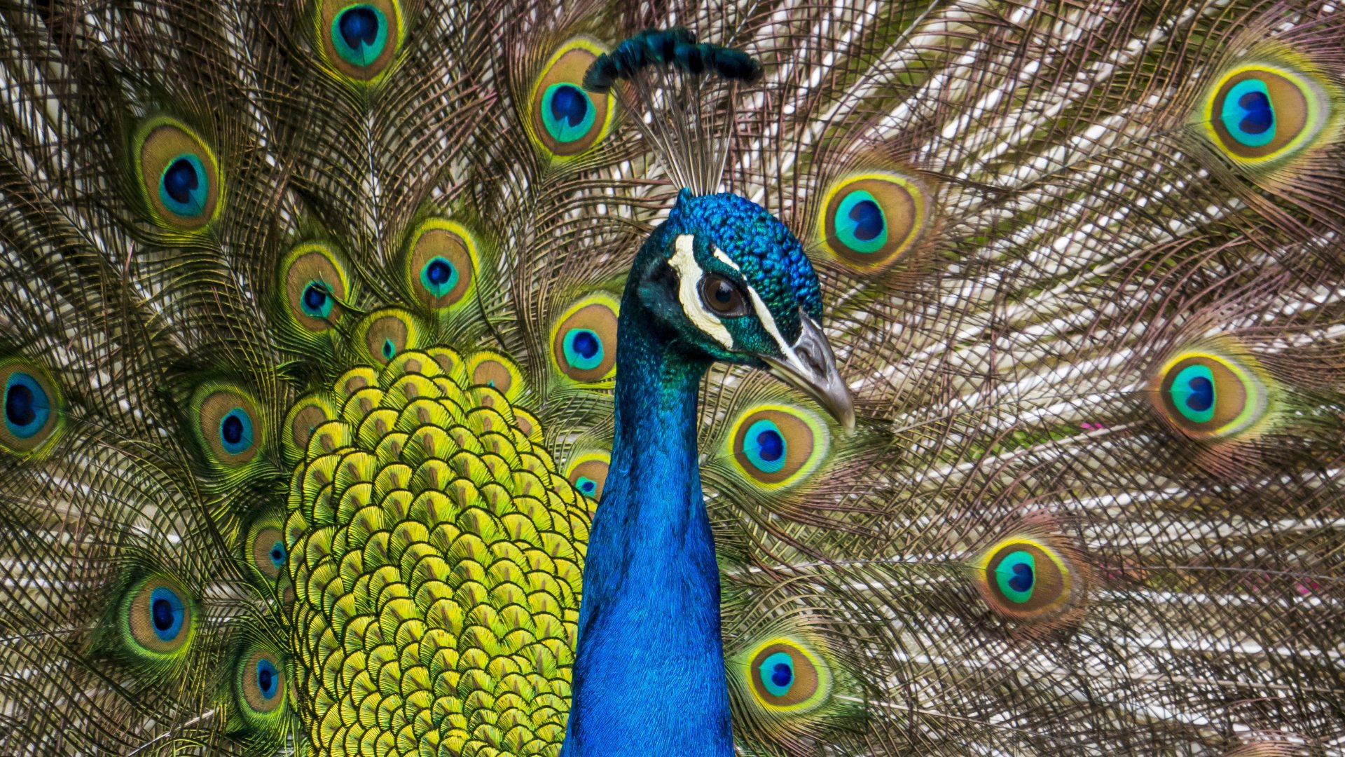Iridescent peacock (bird, Animal) fanning its vibrant blue-green plumage with eye-patterned tail — 4K Ultra HD PC desktop wallpaper background