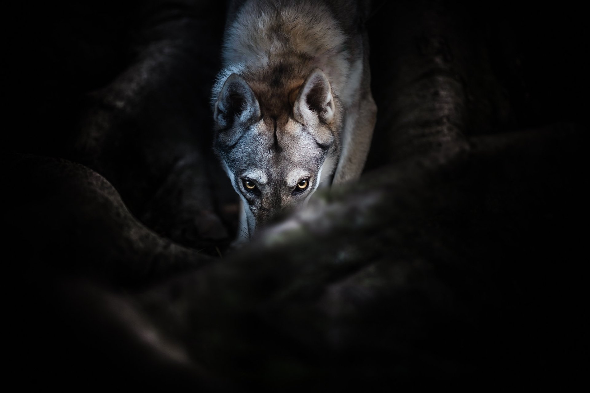 Download Dog Animal Wolfdog HD Wallpaper