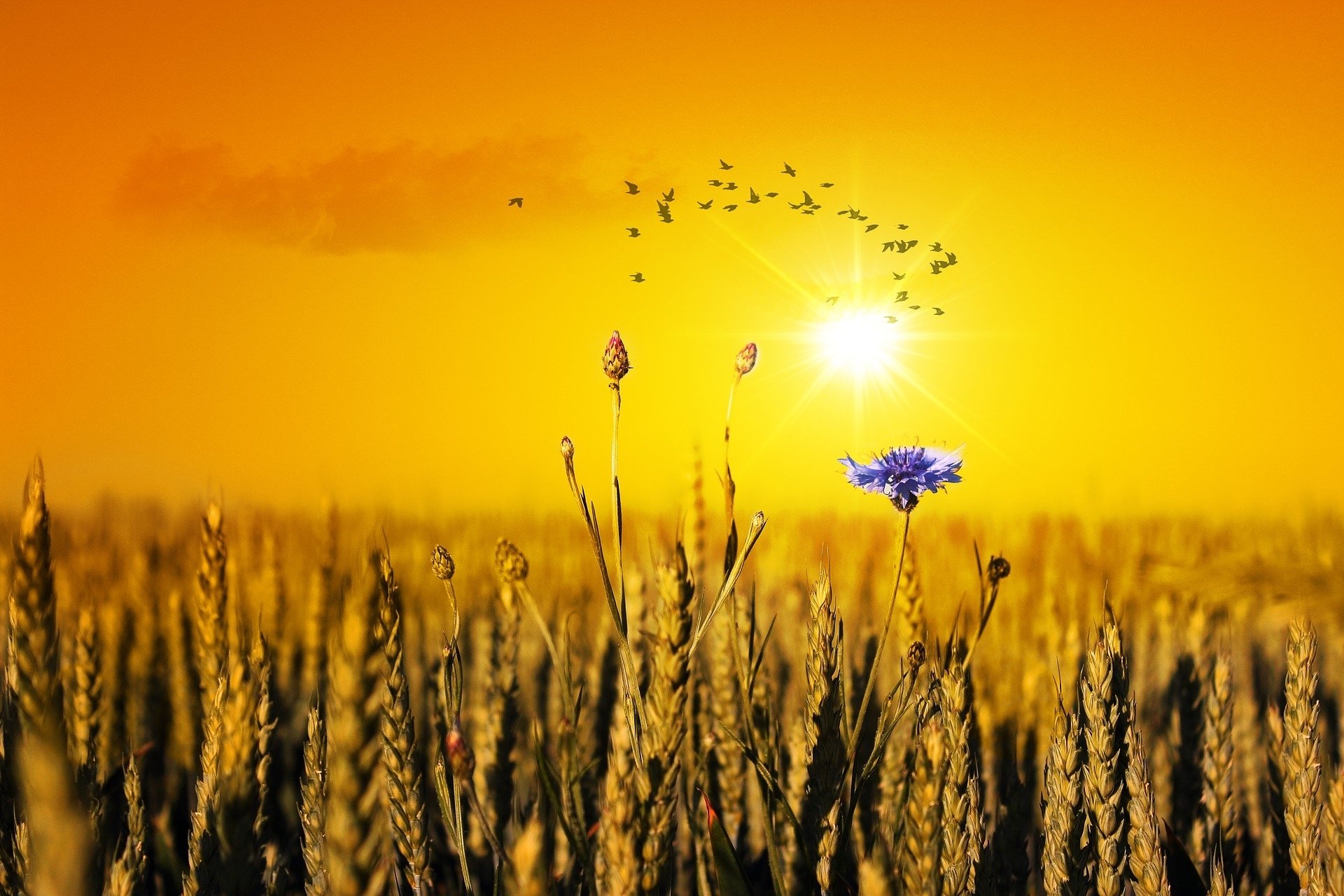 Download Flower Nature Cornfield HD Wallpaper