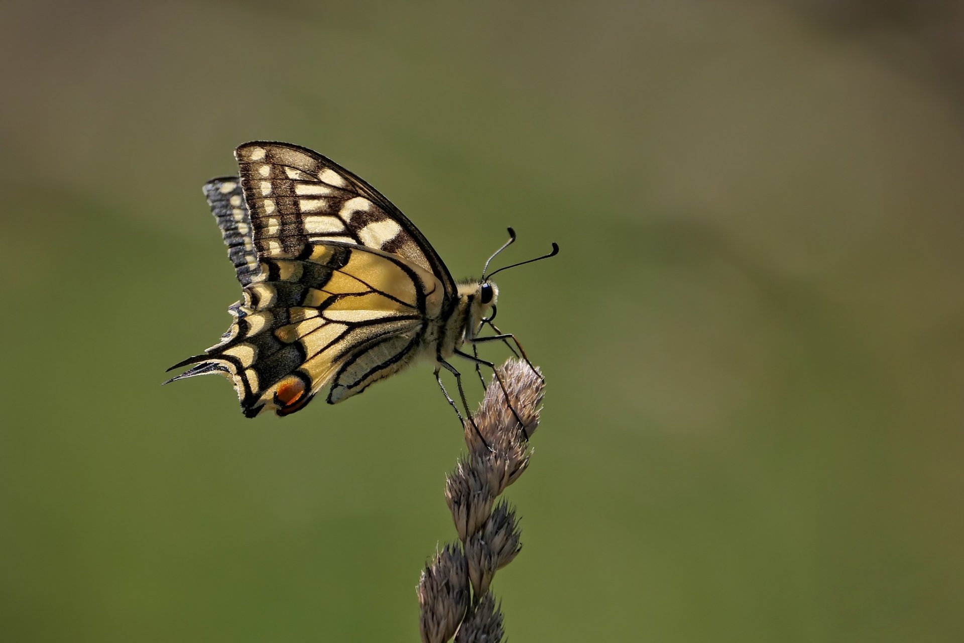 HD macro desktop wallpaper of a yellow-and-black swallowtail butterfly (insect, animal) perched on a dried grass seedhead against a soft green background.