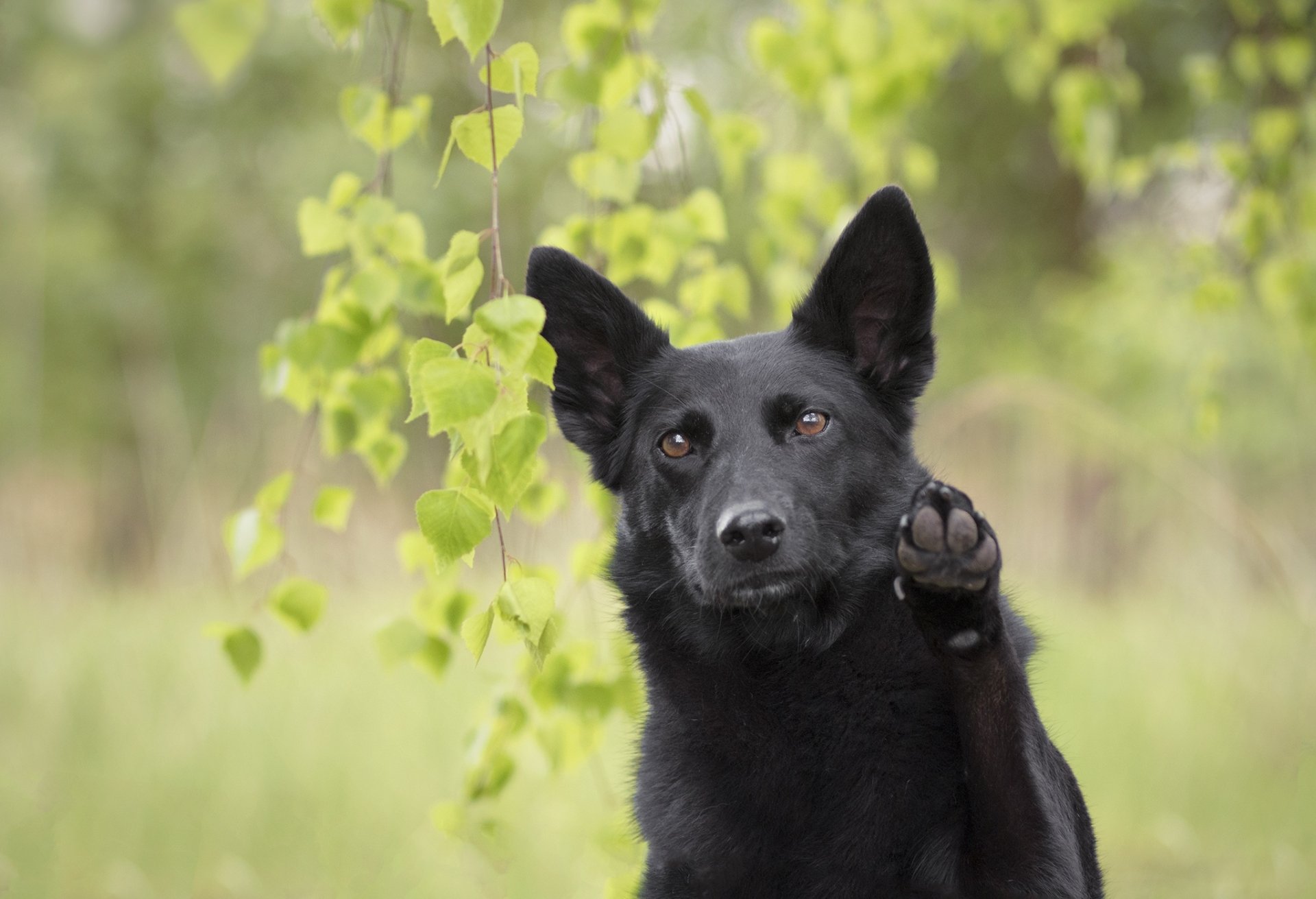 HD PC desktop wallpaper of a black dog raising a paw, shallow depth of field with soft green leaves blurred in the background.