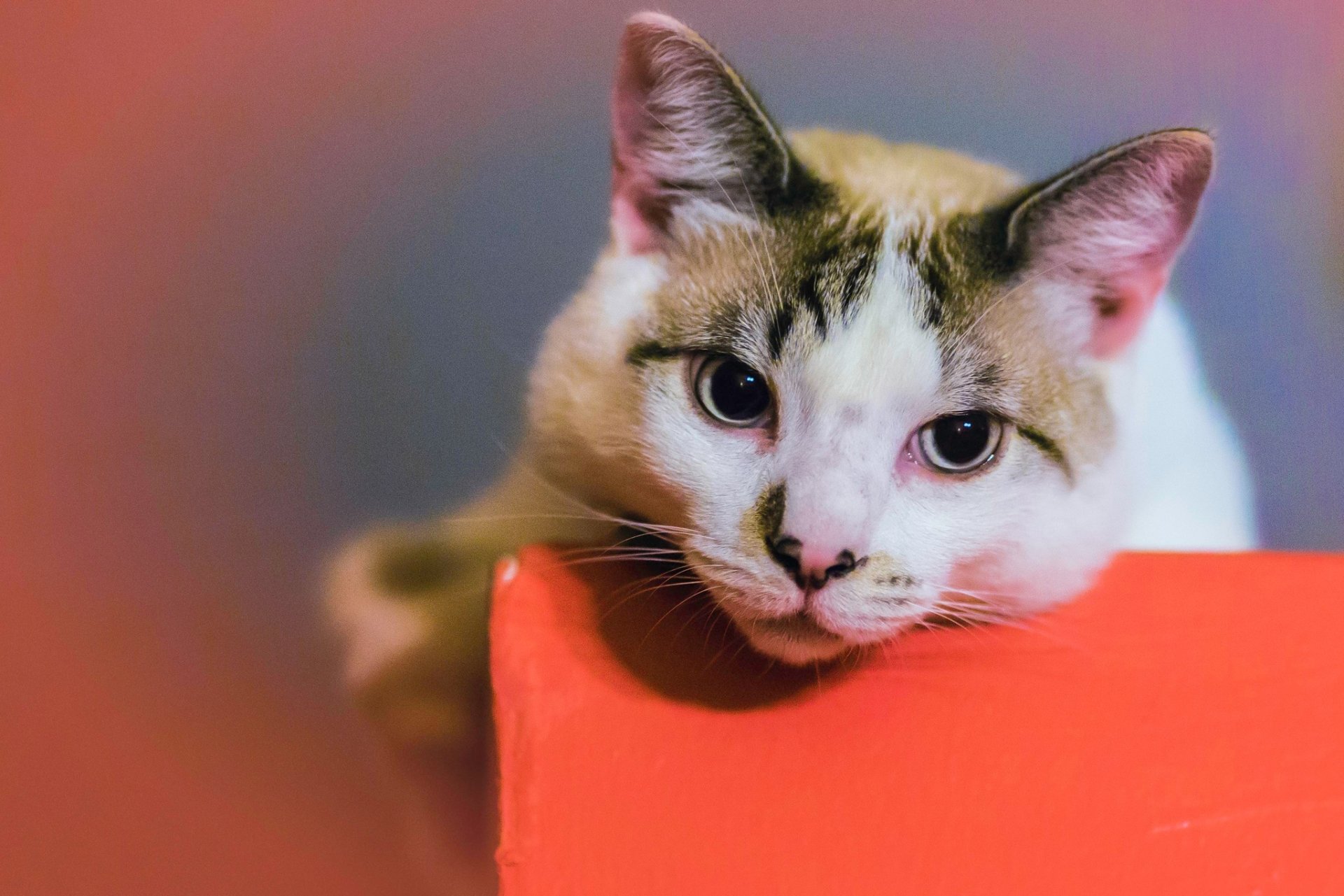 Kedi HD Duvar kağıdı Arka plan 2048x1366 ID1079810 Wallpaper Abyss