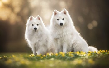 50 Spitz Hd Wallpapers Background Images
