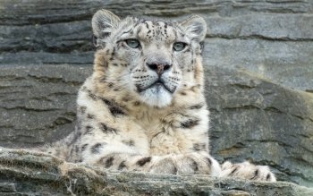 3 Quokka HD Wallpapers | Hintergründe - Wallpaper Abyss