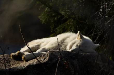 sleeping Animal wolf HD Desktop Wallpaper | Background Image