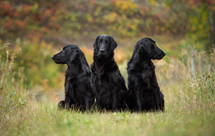 HD PC desktop wallpaper: three black dogs (animal, dog, Black Dog) sitting in a grassy field with soft autumn foliage background.