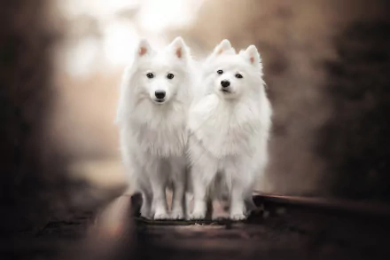 HD desktop wallpaper of two white spitz dogs (animal) standing side by side on blurred rails, shallow depth of field with soft bokeh background.