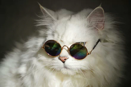 White long-haired cat wearing round mirrored sunglasses, rendered as a high-detail 5K Ultra HD PC desktop wallpaper and background.