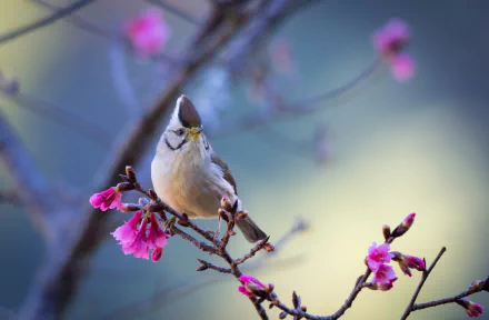  Taiwan Yuhina (yuhina brunneiceps)