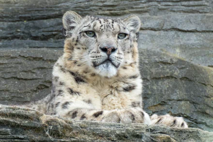 Close-up of a snow leopard animal resting on a rocky ledge, 2K Quad HD PC desktop wallpaper/background showcasing its dense spotted fur and penetrating blue-gray eyes.