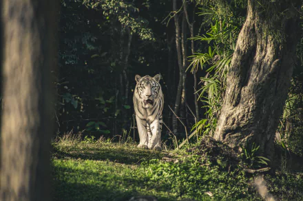 HD desktop wallpaper featuring a white tiger walking through a sunlit forest clearing, surrounded by trees and lush green foliage.
