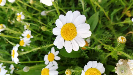 4K Ultra HD PC desktop wallpaper and background: close-up of chamomile flowers in spring nature, white petals and yellow centers against lush green foliage.