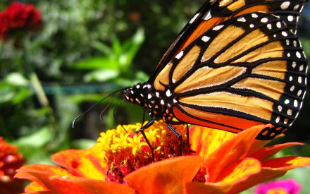  Colorful Butterfly on Flower