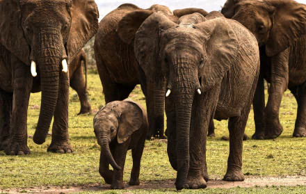  Elephant herd - Maasai Mara, Kenya