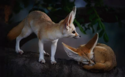 HD PC desktop wallpaper of two fennec foxes (animals), one standing alert, the other curled asleep on a rock against a dark, leafy background.