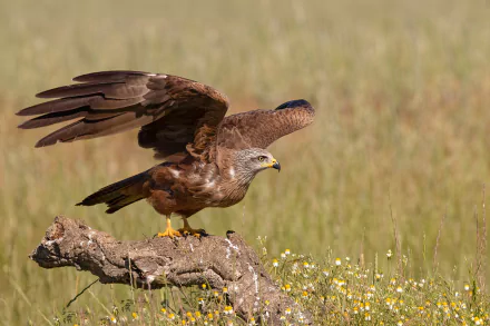 bird of prey bird Animal kite HD Desktop Wallpaper | Background Image