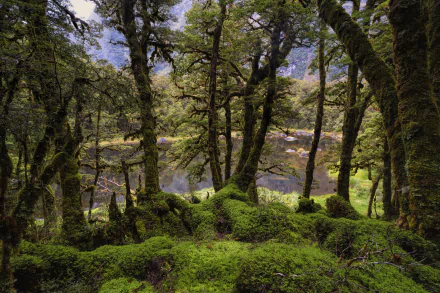 Lush green forest with moss-covered trees and dense foliage, rendered in stunning 8K Ultra HD for a vibrant PC desktop wallpaper and background.