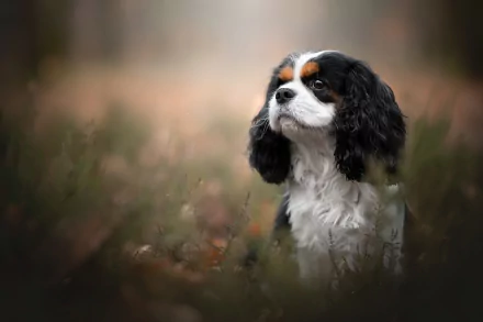 dog Animal King Charles Spaniel HD Desktop Wallpaper | Background Image