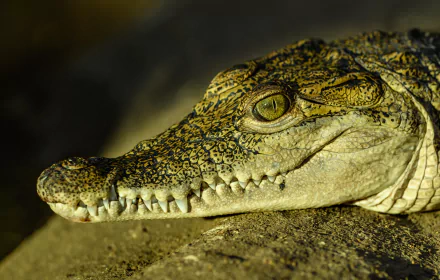  Crocodile Head Portrait by Petr Ganaj