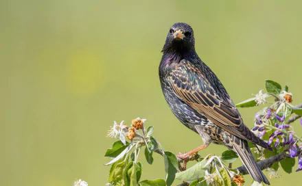 passerine bird Animal starling HD Desktop Wallpaper | Background Image